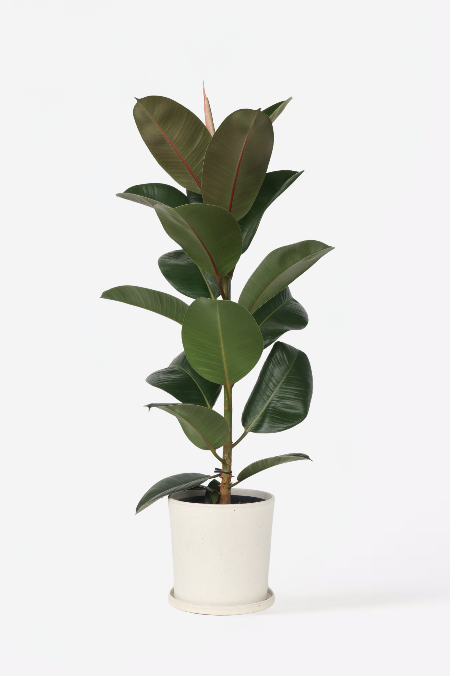 Ficus Elastica Robusta – Plante D’Intérieur