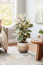 Ficus Elastica Tineke – Plante D’Intérieur