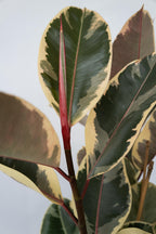 Ficus Elastica Tineke – Plante D’Intérieur