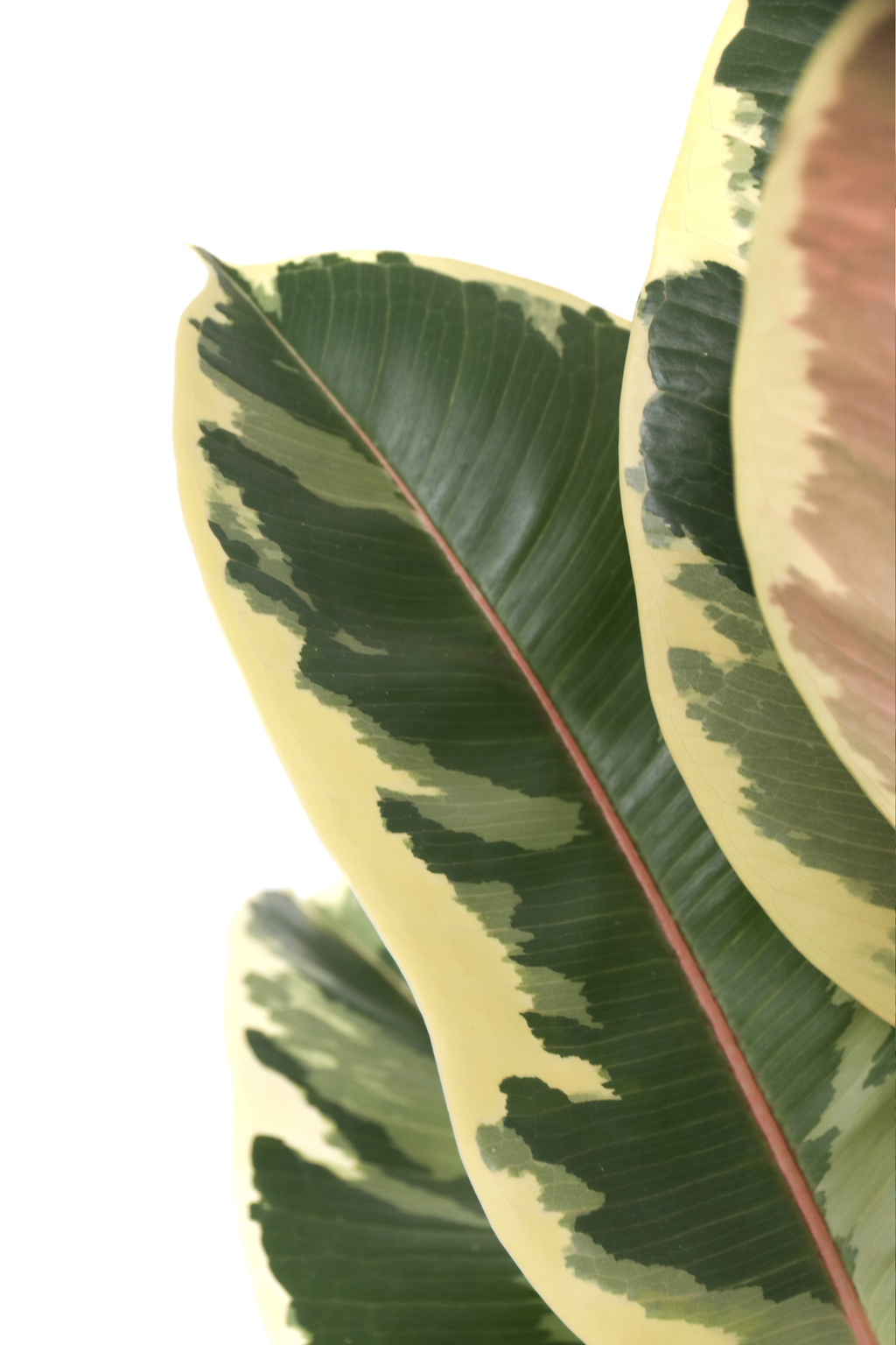 Ficus Elastica Tineke – Plante D’Intérieur