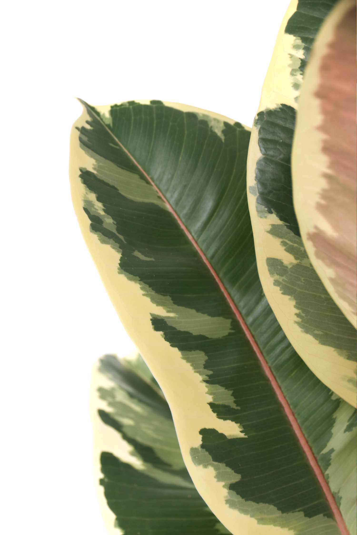 Ficus Elastica Tineke – Plante D’Intérieur