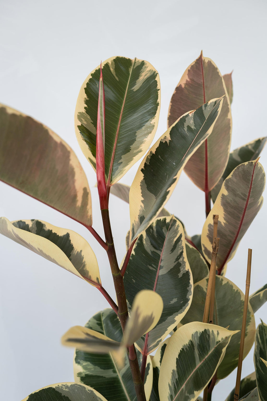 Ficus Elastica Tineke – Plante D’Intérieur