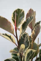 Ficus Elastica Tineke – Plante D’Intérieur