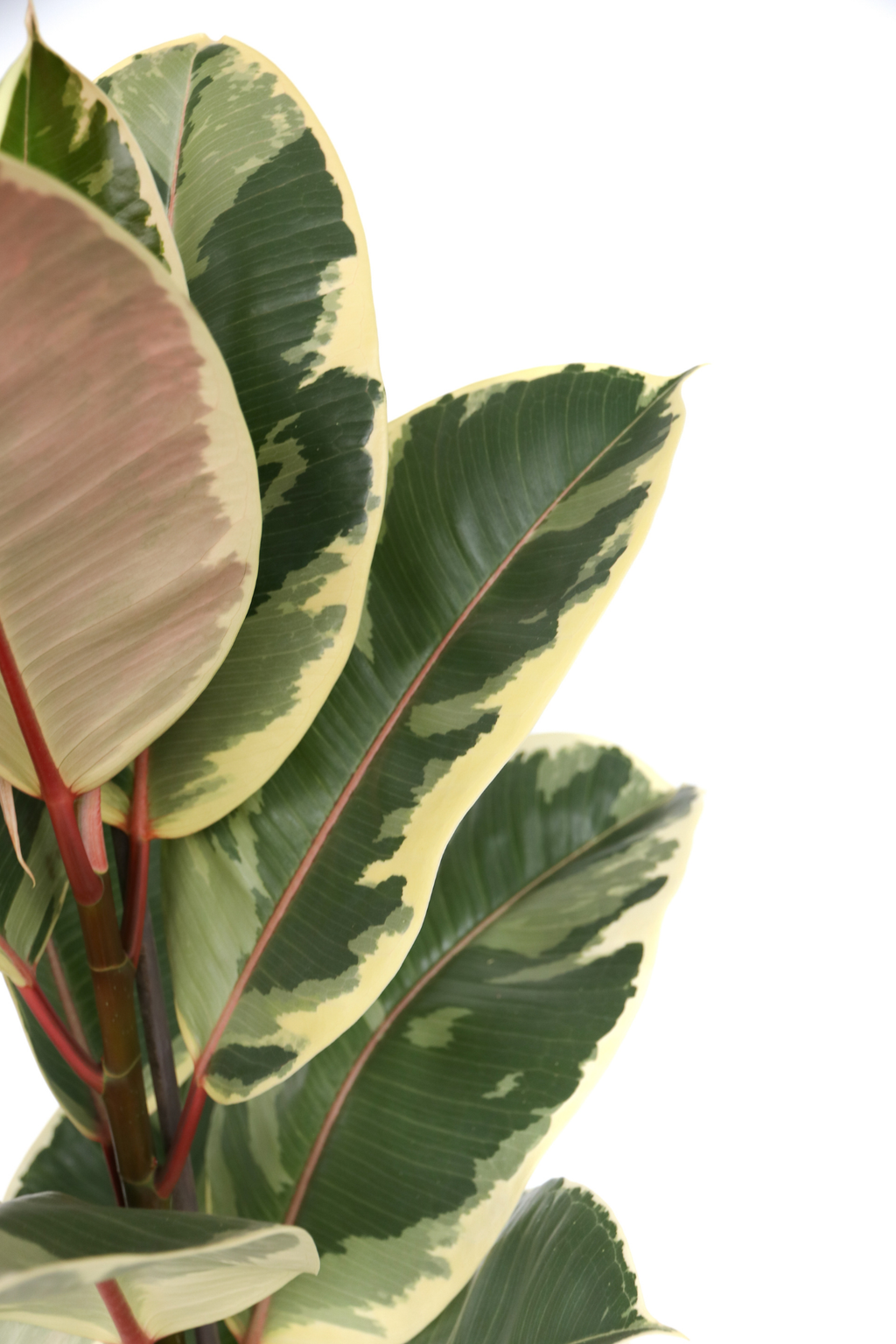 Ficus Elastica Tineke – Plante D’Intérieur