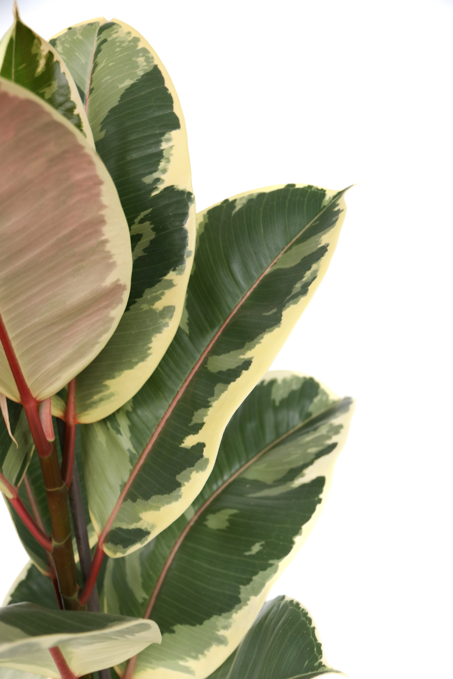 Ficus Elastica Tineke – Plante D’Intérieur