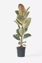 Ficus Elastica Tineke – Plante D’Intérieur