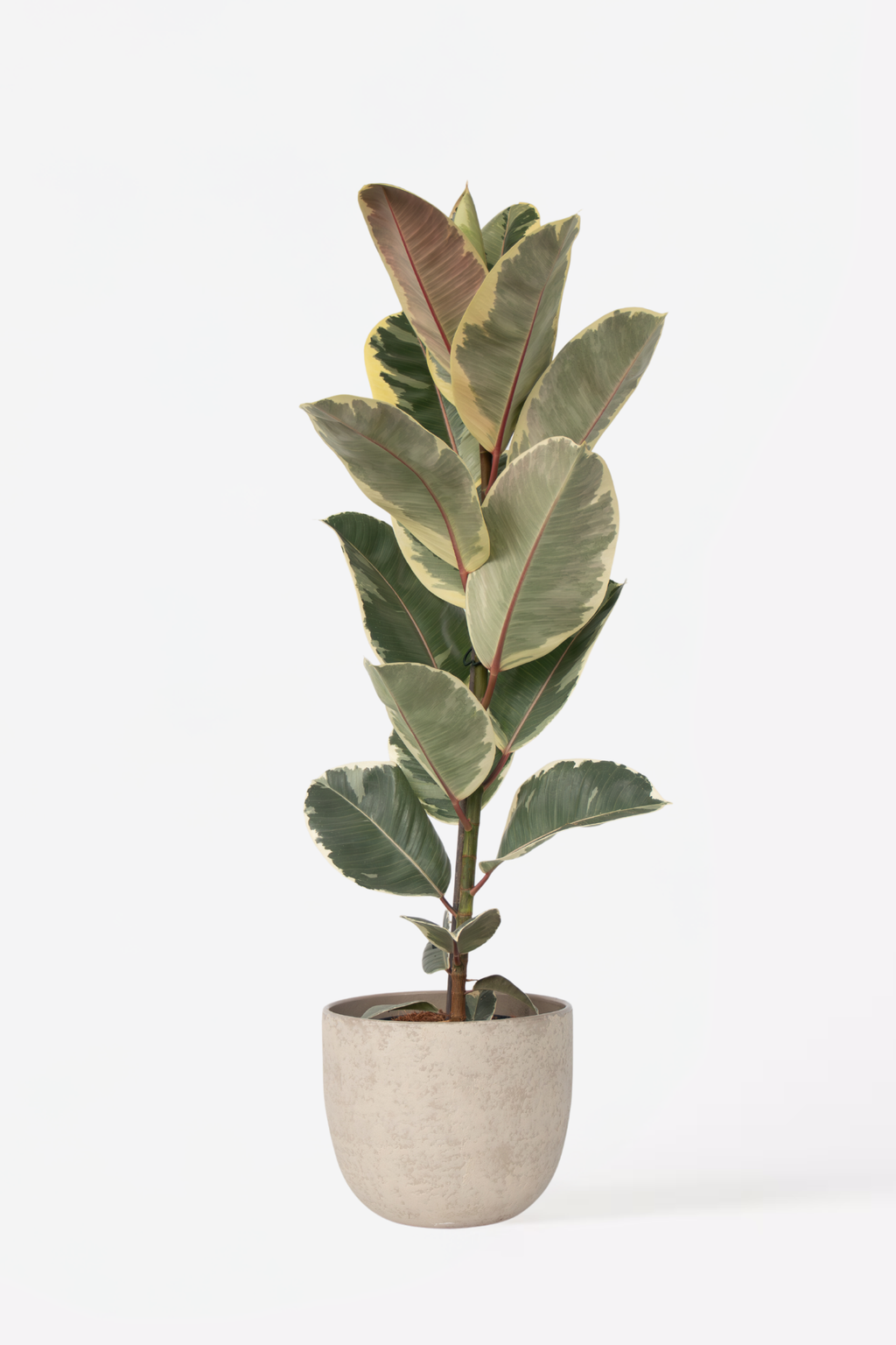 Ficus Elastica Tineke – Plante D’Intérieur