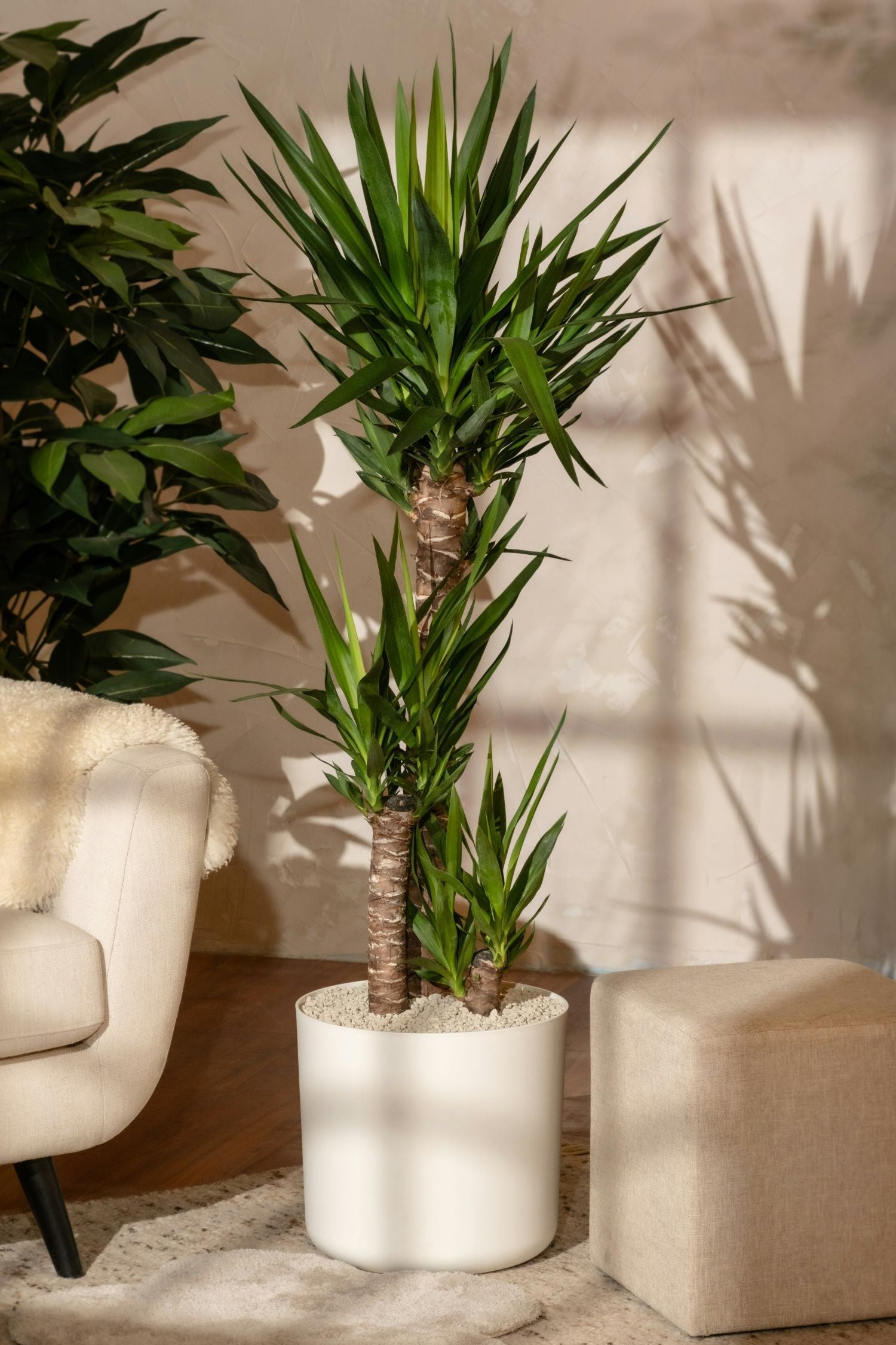 Yucca Elephantipes Xl – Plante D’Extérieur