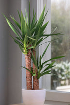 Yucca Elephantipes Xl – Plante D’Extérieur
