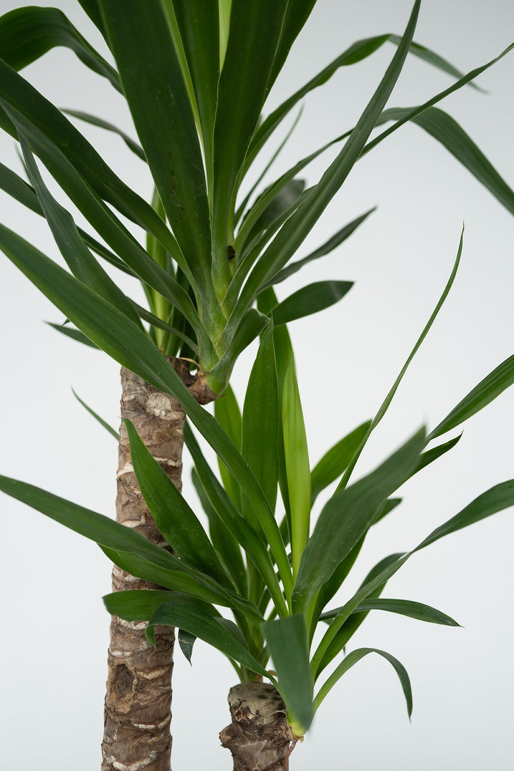 Yucca Elephantipes Xl – Plante D’Extérieur