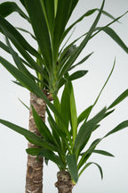 Yucca Elephantipes Xl – Plante D’Extérieur