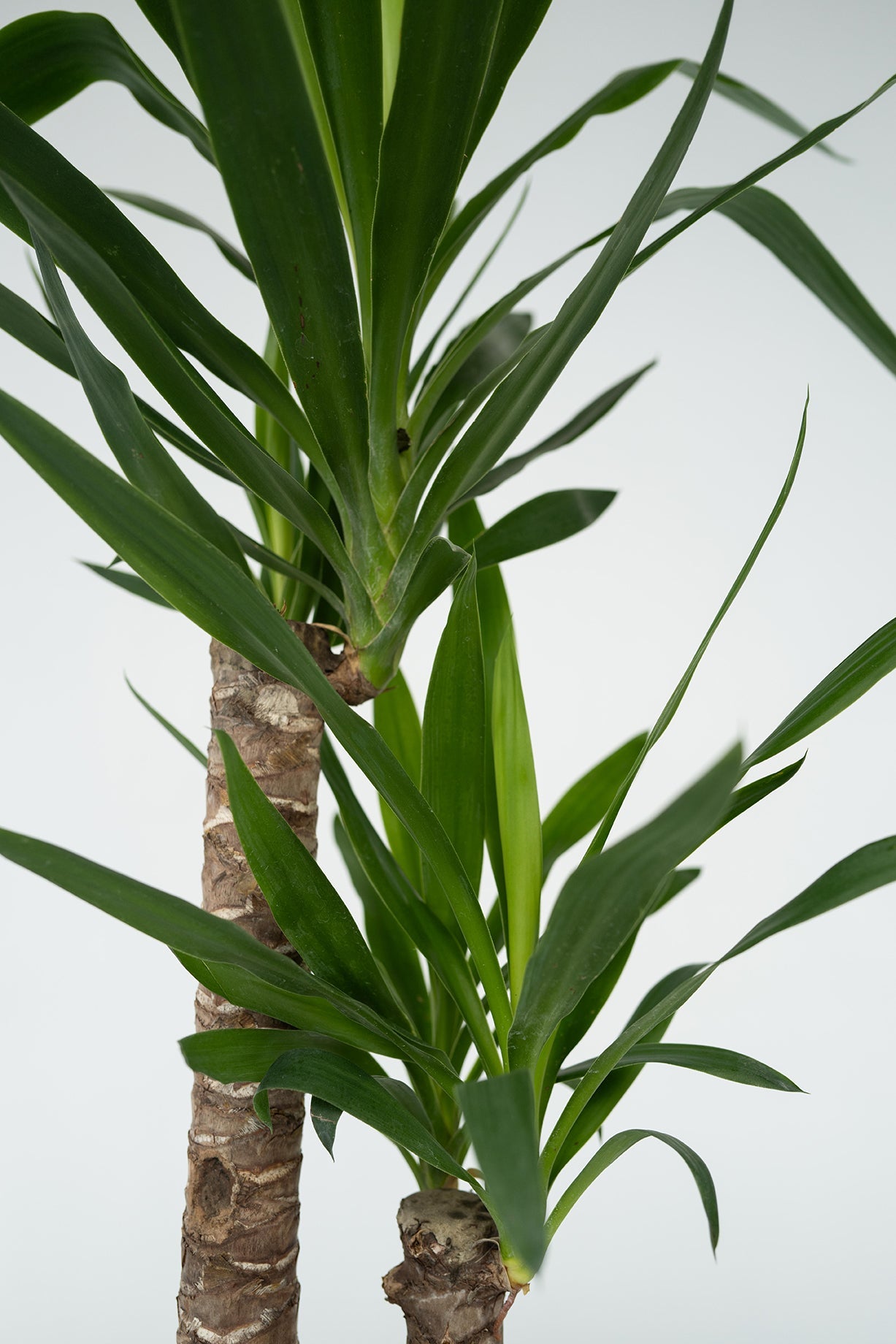 Yucca Elephantipes Xl – Plante D’Extérieur