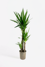 Yucca Elephantipes Xl – Plante D’Extérieur