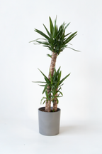 Yucca Elephantipes Xl – Plante D’Extérieur