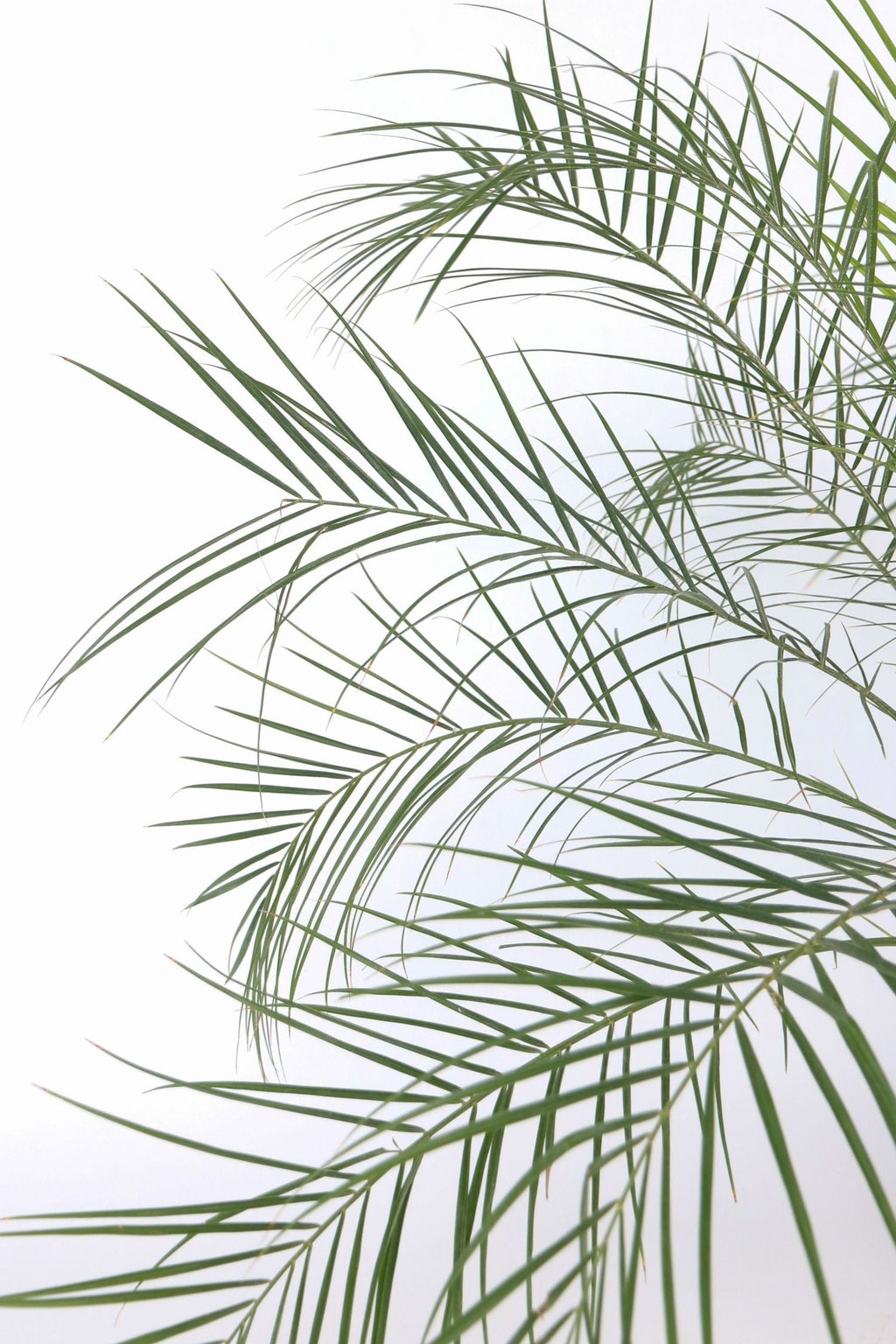 Palmier Dattier Nain ‘Phoenix Roebelenii’ – Plante D’Extérieur
