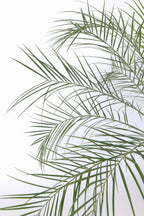 Palmier Dattier Nain ‘Phoenix Roebelenii’ – Plante D’Extérieur