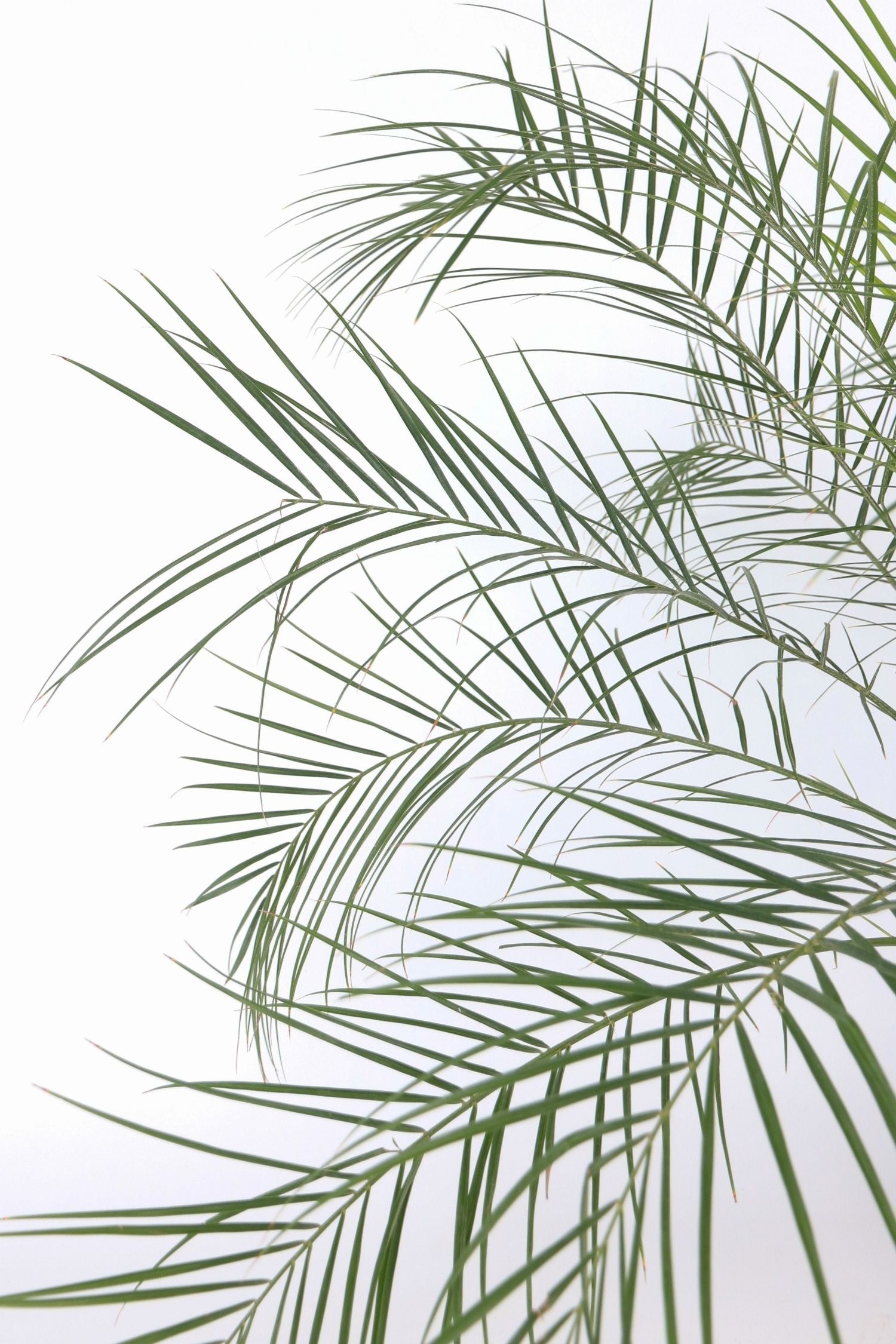 Palmier Dattier Nain ‘Phoenix Roebelenii’ – Plante D’Extérieur