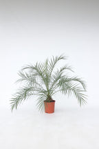 Palmier Dattier Nain ‘Phoenix Roebelenii’ – Plante D’Extérieur