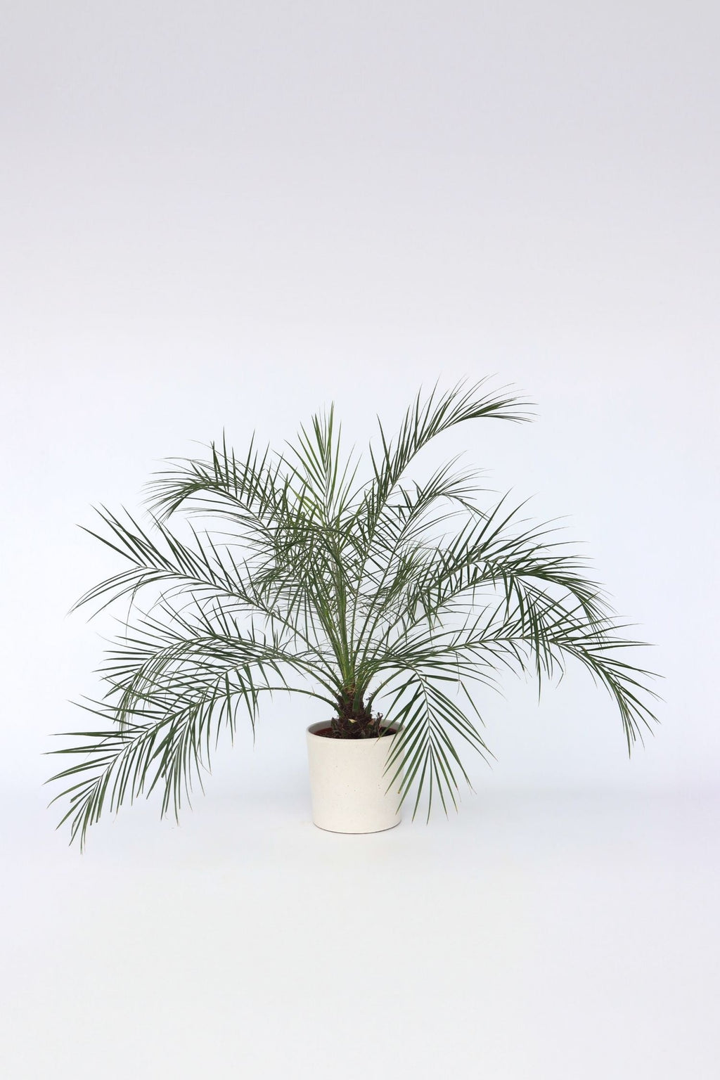 Palmier Dattier Nain ‘Phoenix Roebelenii’ – Plante D’Extérieur