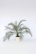 Palmier Dattier Nain ‘Phoenix Roebelenii’ – Plante D’Extérieur