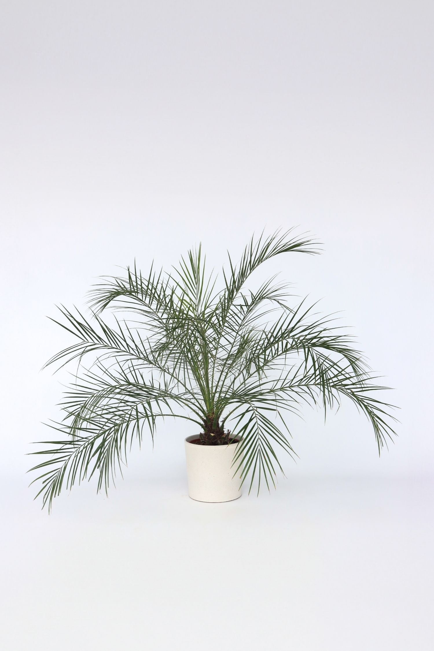 Palmier Dattier Nain ‘Phoenix Roebelenii’ – Plante D’Extérieur