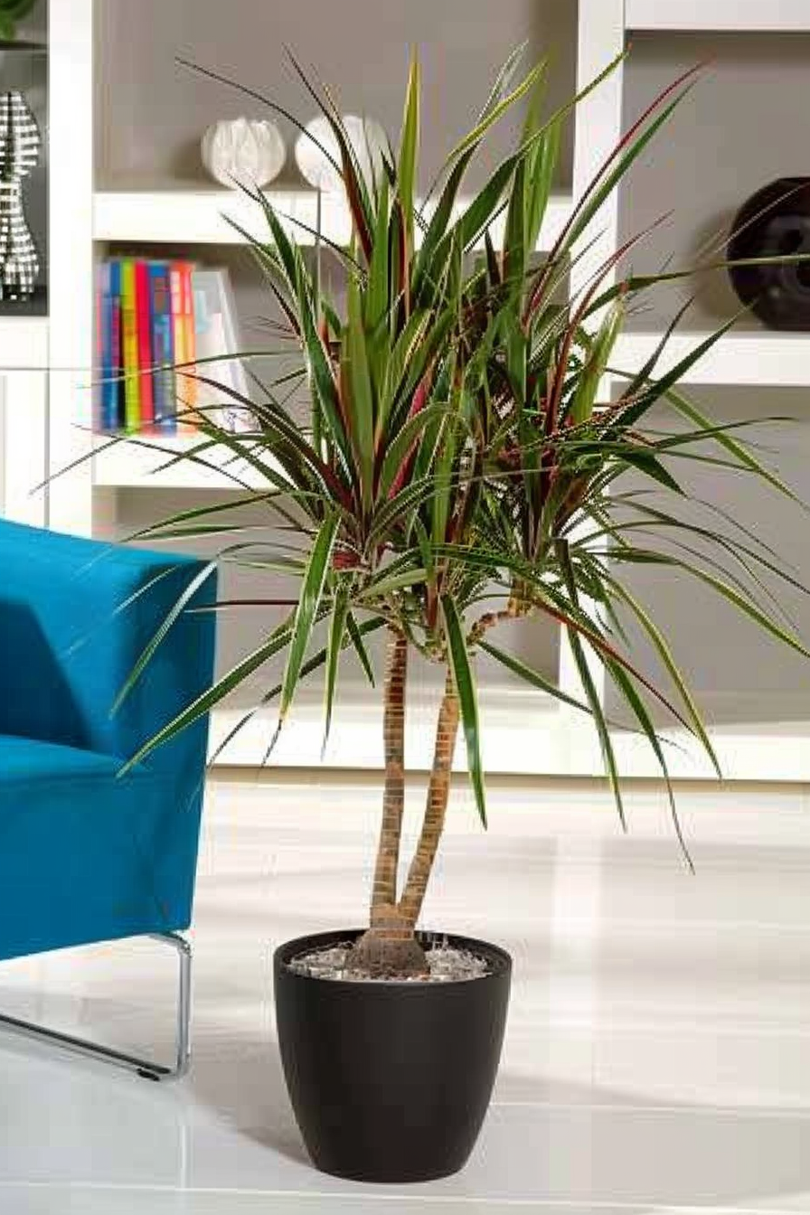 Dracaena ‘Bicolor’ Xl – Plante D’Intérieur