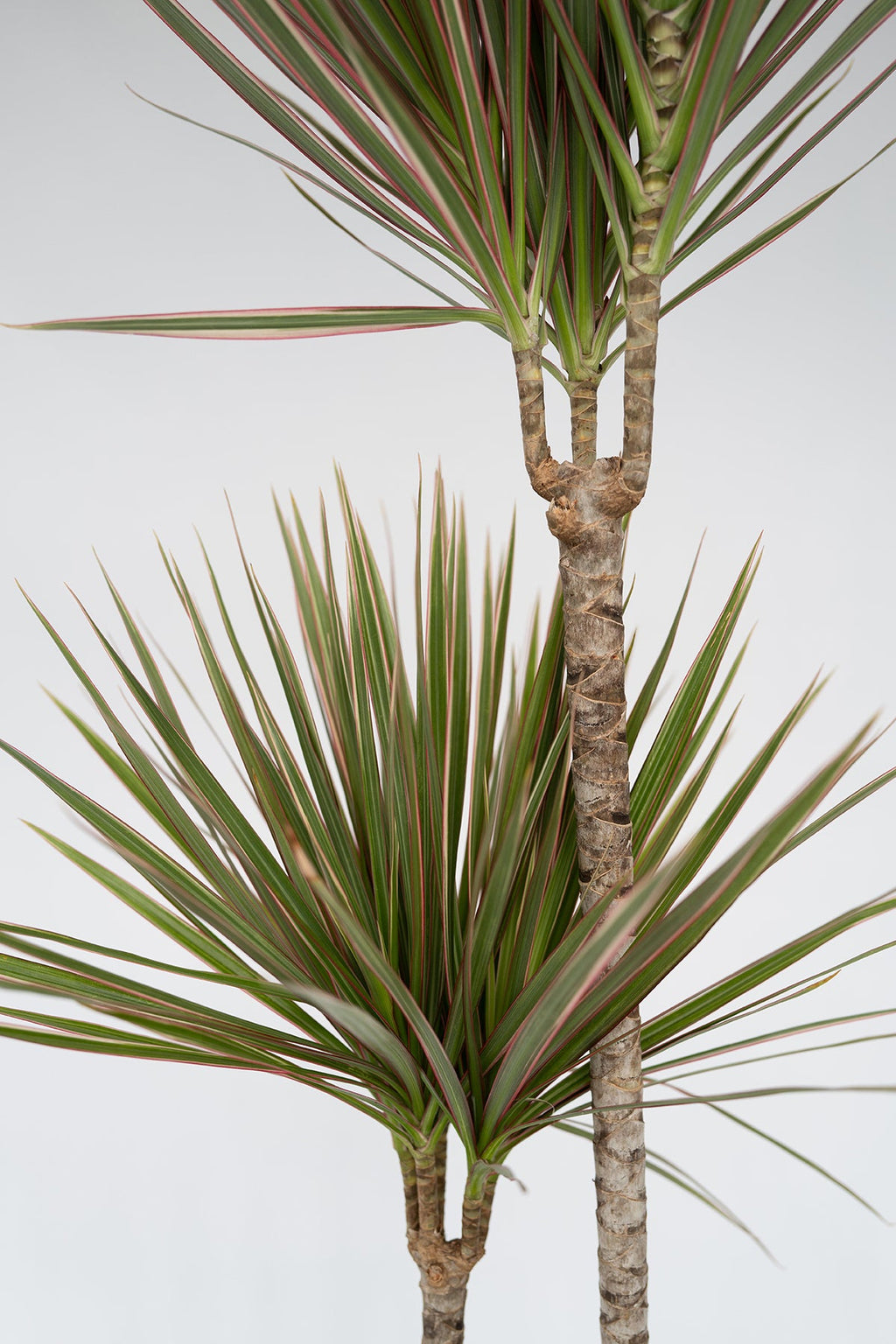 Dracaena ‘Bicolor’ Xl – Plante D’Intérieur