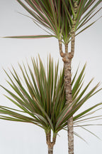 Dracaena ‘Bicolor’ Xl – Plante D’Intérieur