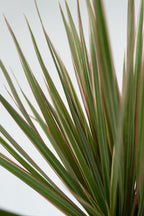 Dracaena ‘Bicolor’ Xl – Plante D’Intérieur
