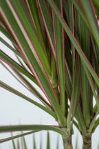 Dracaena ‘Bicolor’ Xl – Plante D’Intérieur