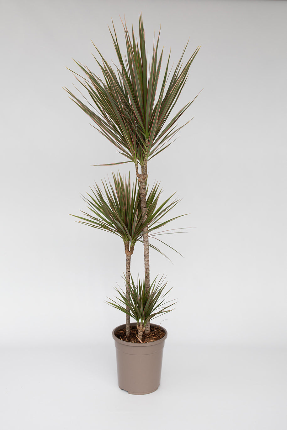 Dracaena ‘Bicolor’ Xl – Plante D’Intérieur
