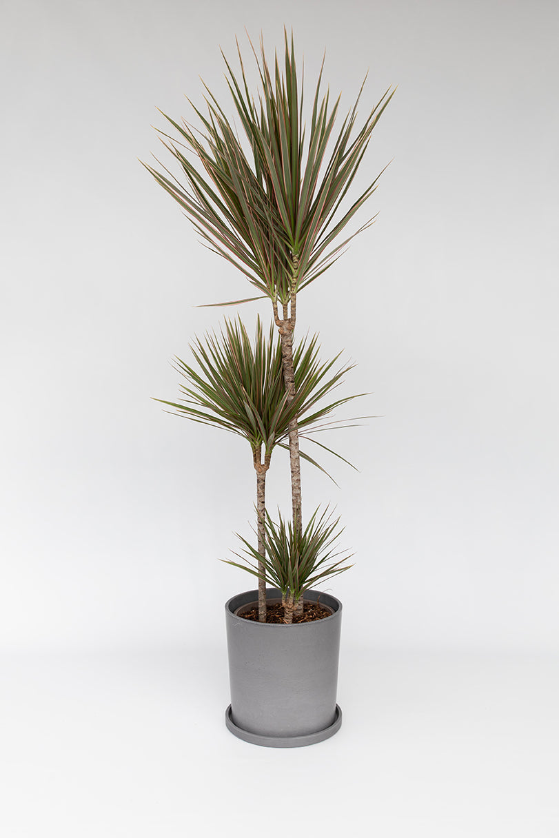 Dracaena ‘Bicolor’ Xl – Plante D’Intérieur