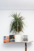 Dracaena Magenta – Plante D’Intérieur