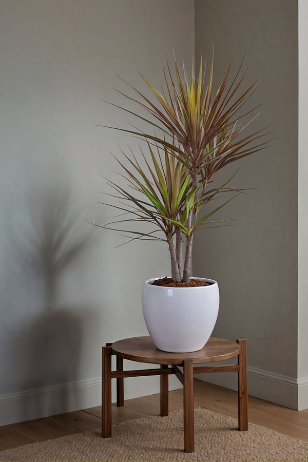 Dracaena Magenta – Plante D’Intérieur