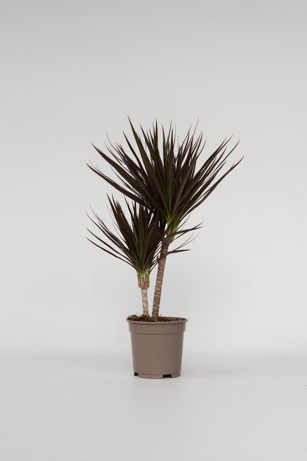 Dracaena Magenta – Plante D’Intérieur