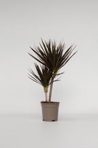 Dracaena Magenta – Plante D’Intérieur