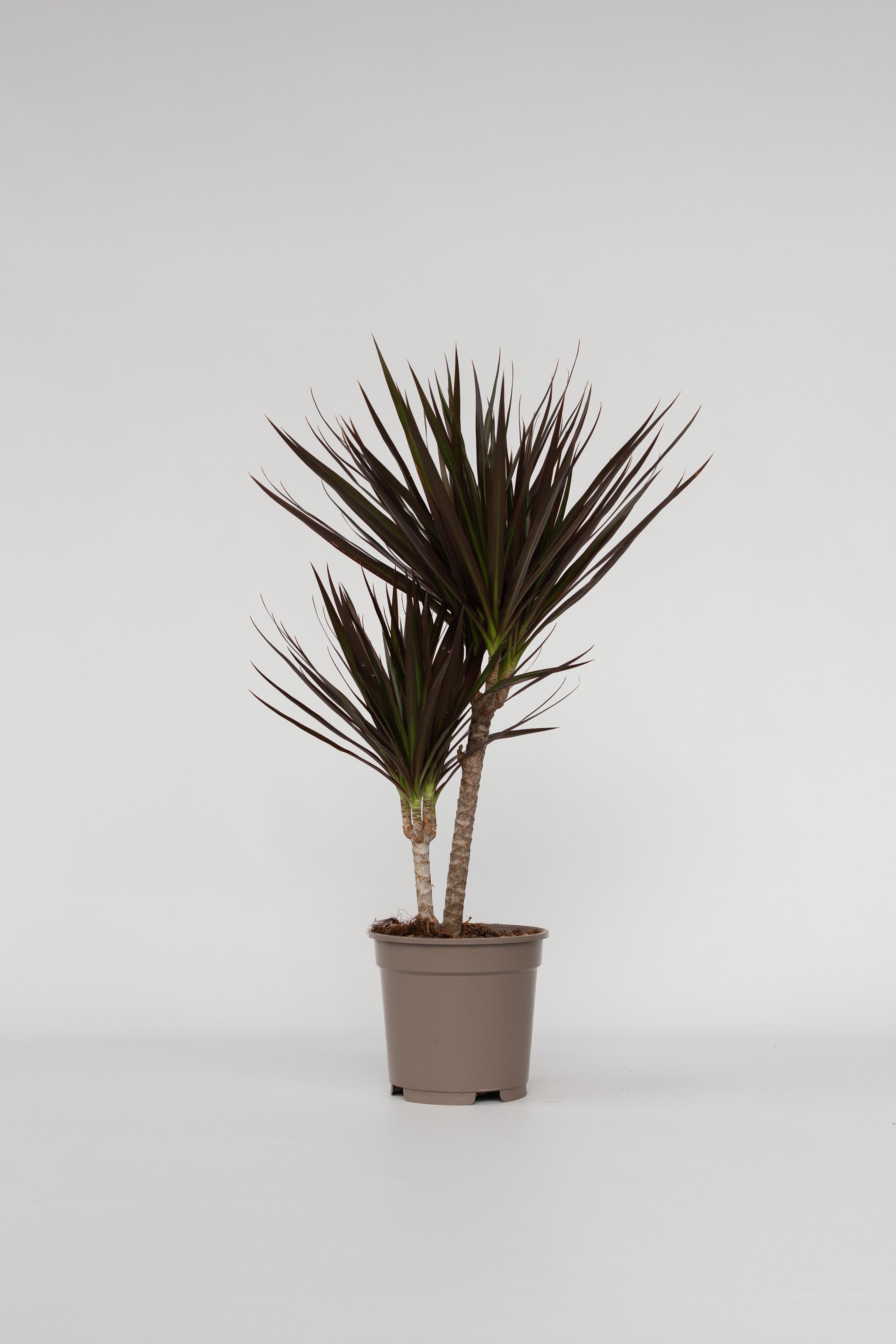 Dracaena Magenta – Plante D’Intérieur
