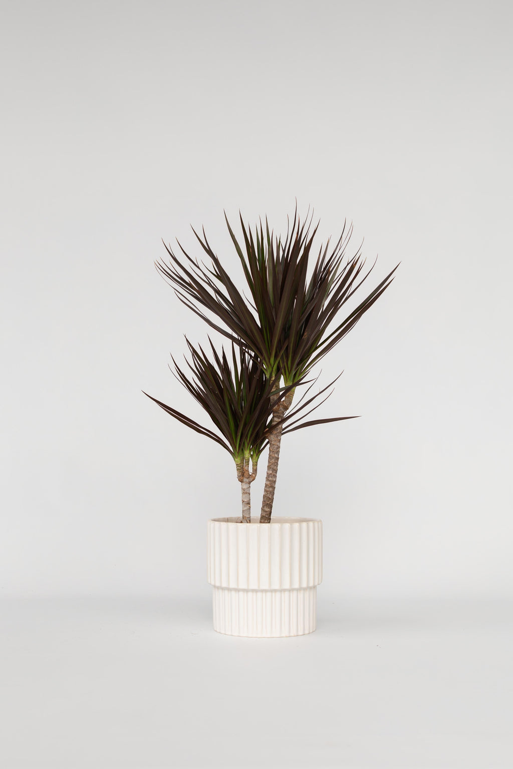 Dracaena Magenta – Plante D’Intérieur