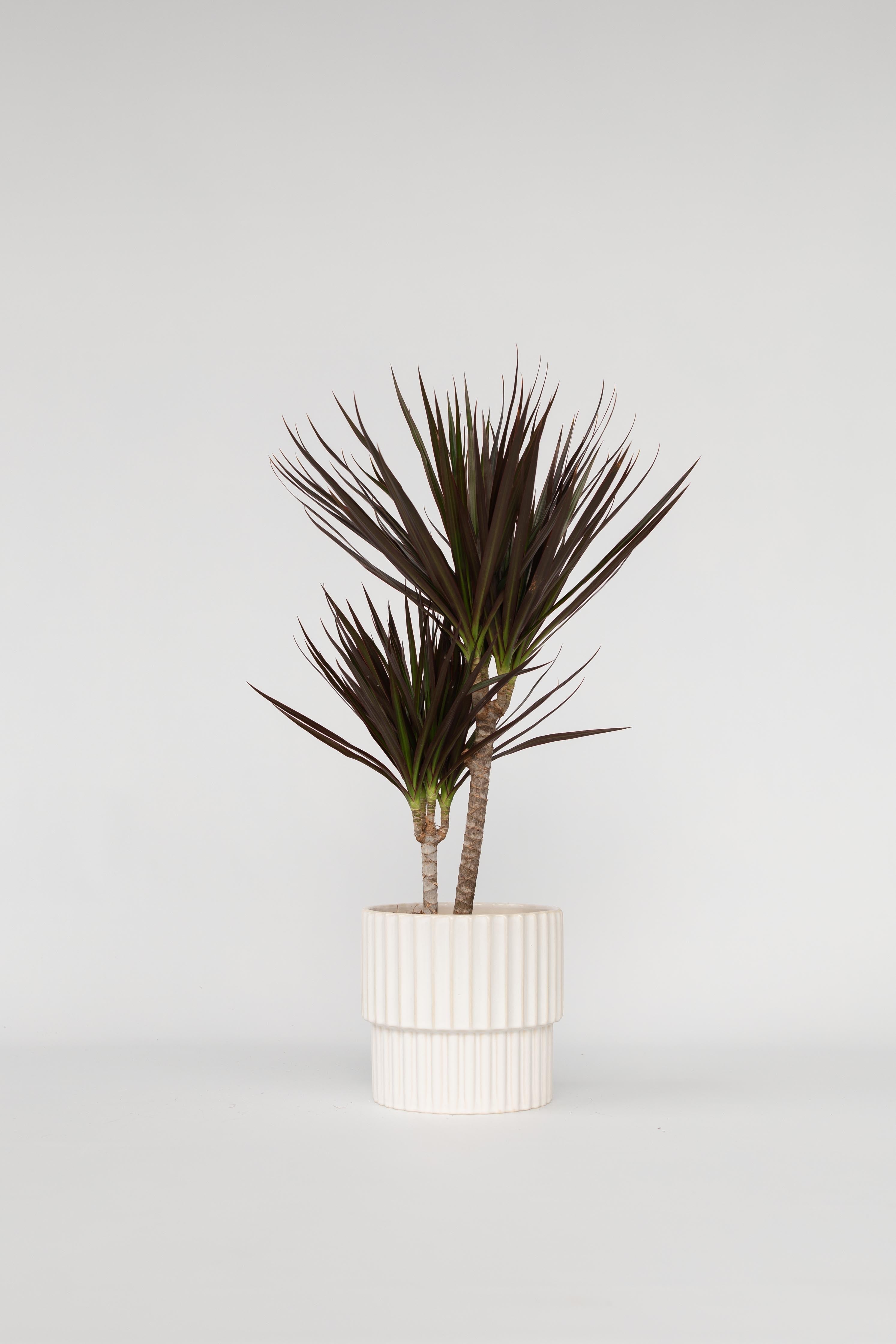 Dracaena Magenta – Plante D’Intérieur