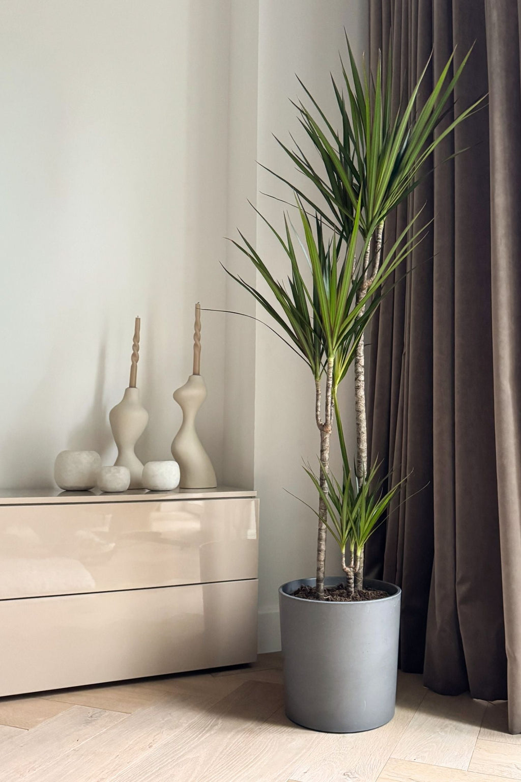 Dracaena ‘Magenta’ Xl – Plante D’Intérieur