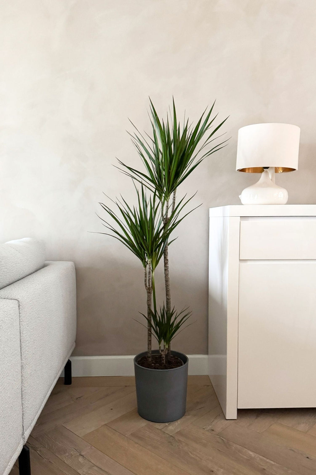 Dracaena ‘Magenta’ Xl – Plante D’Intérieur