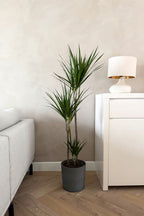 Dracaena ‘Magenta’ Xl – Plante D’Intérieur