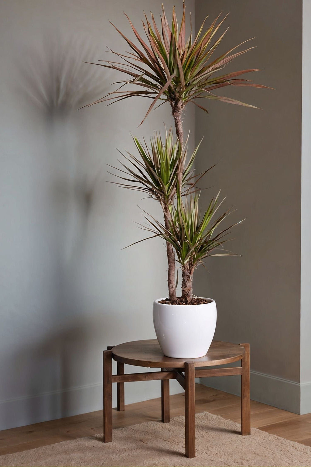 Dracaena ‘Magenta’ Xl – Plante D’Intérieur