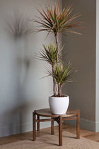 Dracaena ‘Magenta’ Xl – Plante D’Intérieur