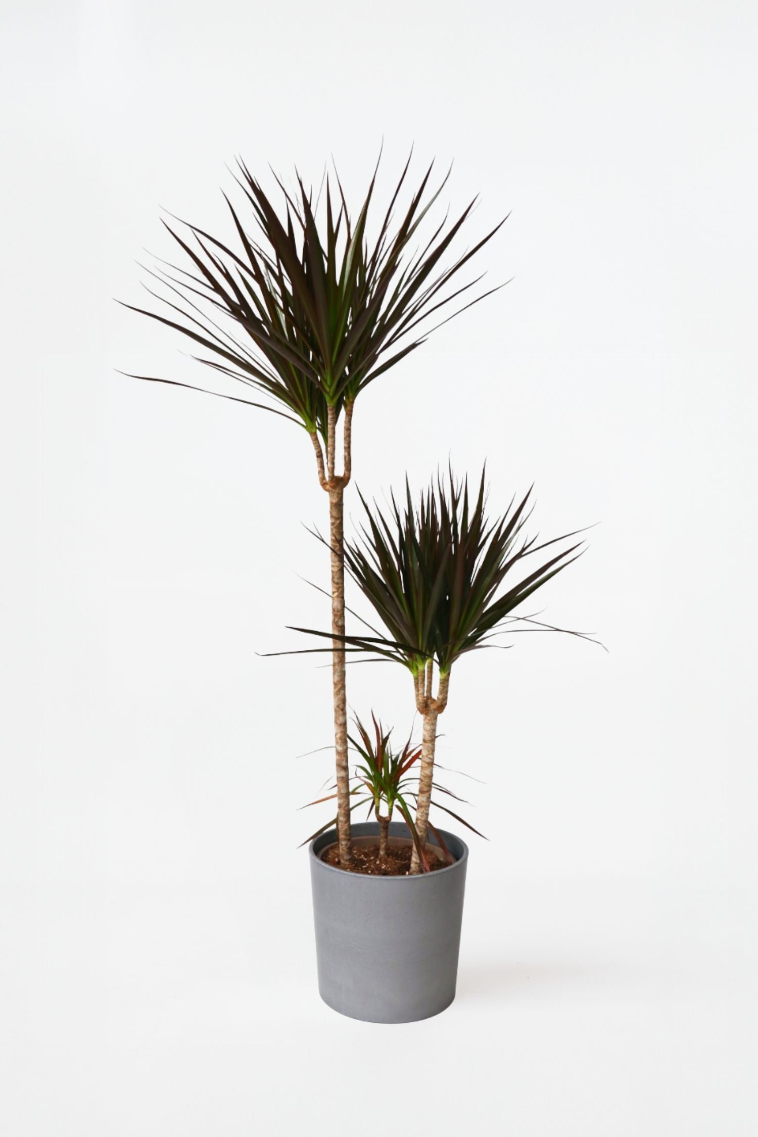 Dracaena ‘Magenta’ Xl – Plante D’Intérieur