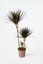 Dracaena ‘Magenta’ Xl – Plante D’Intérieur