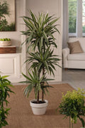 Dracaena Deremensis ‘Warneckei’ – Plante D’Intérieur