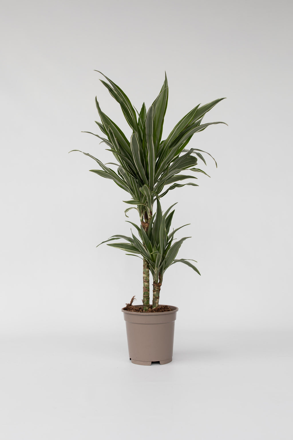 Dracaena Deremensis ‘Warneckei’ – Plante D’Intérieur