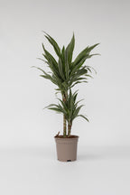 Dracaena Deremensis ‘Warneckei’ – Plante D’Intérieur