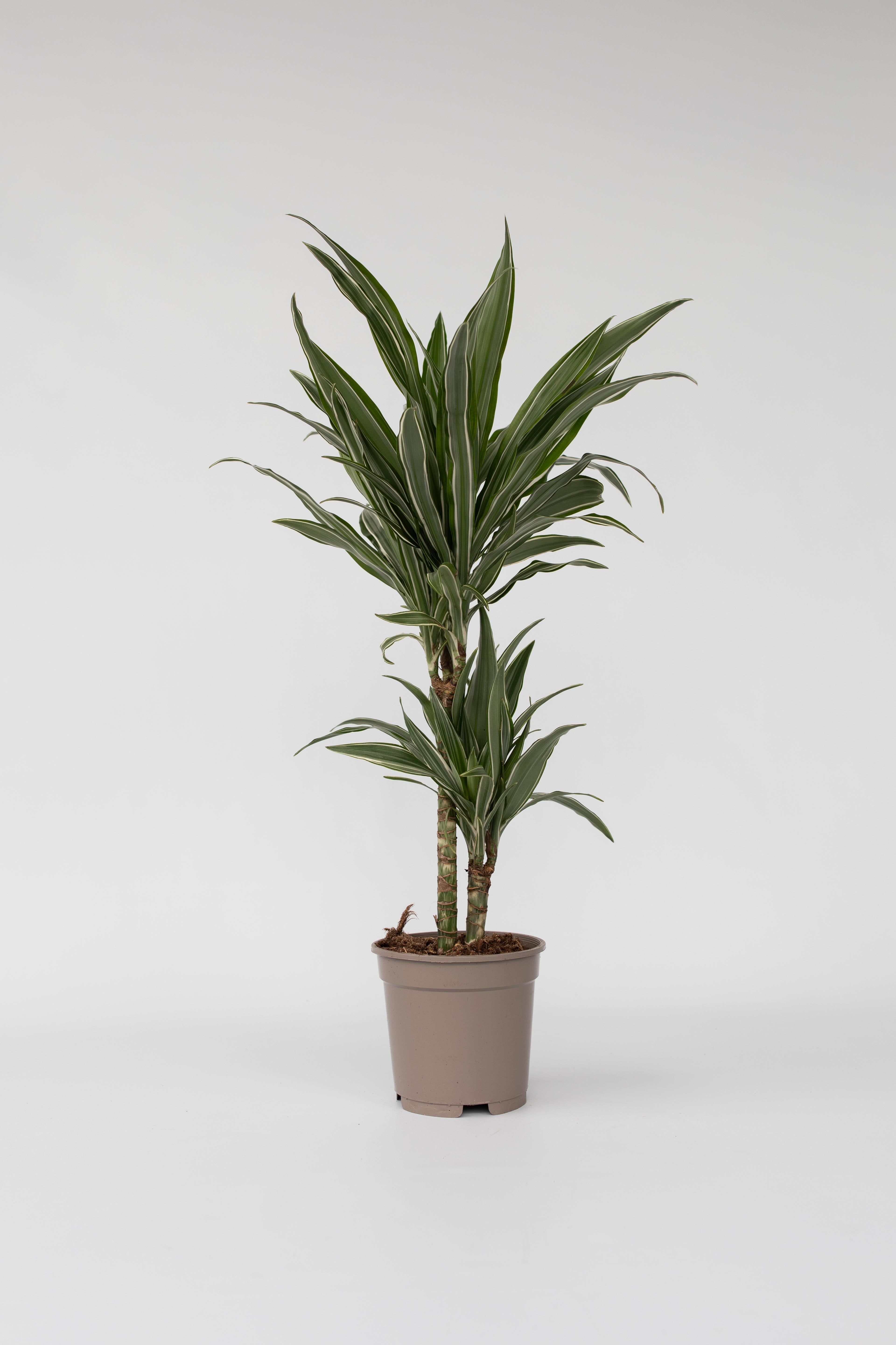 Dracaena Deremensis ‘Warneckei’ – Plante D’Intérieur